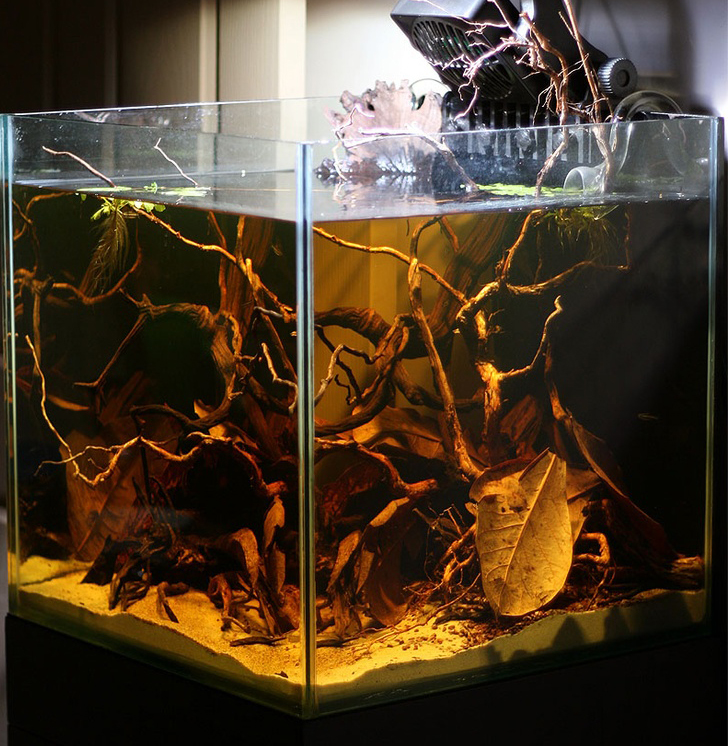 Biotope style aquascape