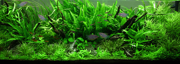 Jungle style aquascape